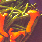 Haricots verts met cantharellen
