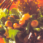 Aspergesalade met macadamianoten