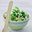 Risotto met doperwten, tuinbonen en mascarpone