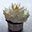 Chocolade cupcakes met Italiaanse meringue