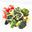 Broccoli met olie en citroen