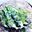 Sardines in groen zout