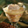 Peren trifle