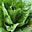 Salade