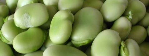 Tuinbonen