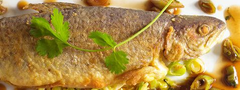 Forel