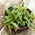 Rucola