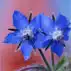 Borage