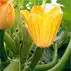 Courgettebloemen