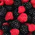 Laat zomerfruit en wilde zwijnen