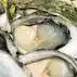 Oesters