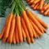 Oranje wortels