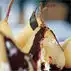 Peren met chocola