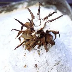 Tip: Gordon Ramsay: ananas in zoutkorst
