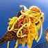 Snelle bami goreng