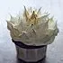 Chocolade cupcakes met Italiaanse meringue