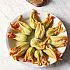 Gevulde courgettebloemen