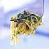 Pesto met spinazie en walnoot