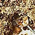 Gordon Ramsay: appel crumble