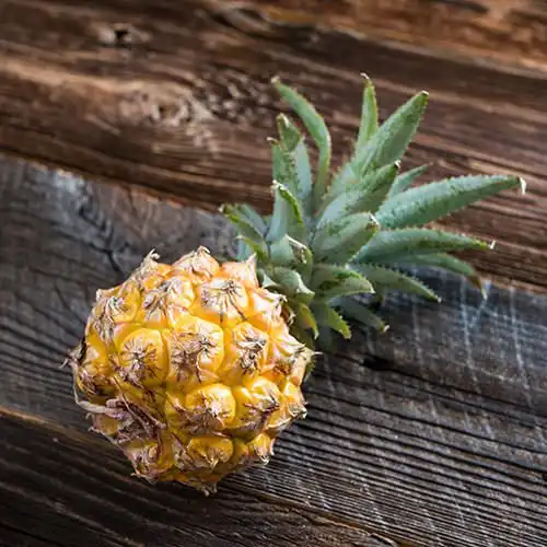 Baby-ananas met kokosroom
