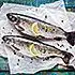 Forel met mierikswortel uit de oven