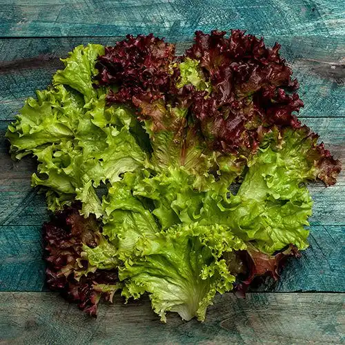 Salade van lollo rosso, pecannoten en druiven