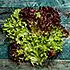 Salade van lollo rosso, pecannoten en druiven