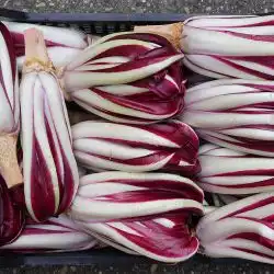 Alle radicchio recepten