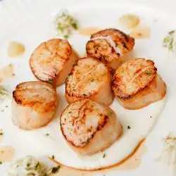 Alle coquilles recepten